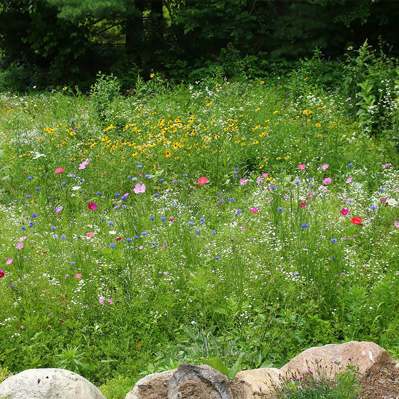 Midwest Select Wildflower Seed Mix - Image 13