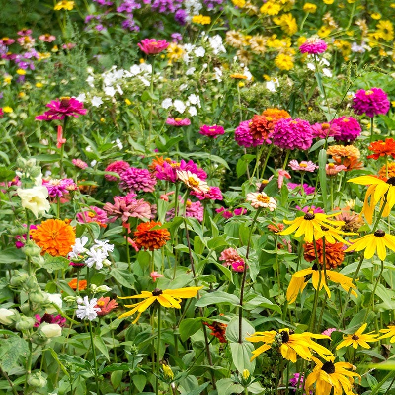 Monarch Butterfly Wildflower Seed Mix - Image 4