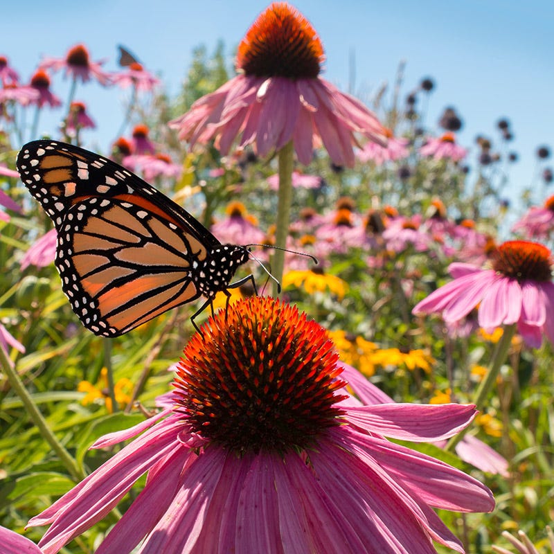 The Monarch Highway Native Wildflower Seed Mix - Image 2