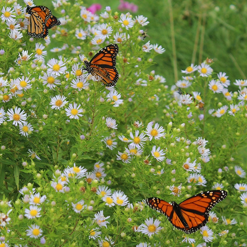 The Monarch Highway Native Wildflower Seed Mix - Image 4