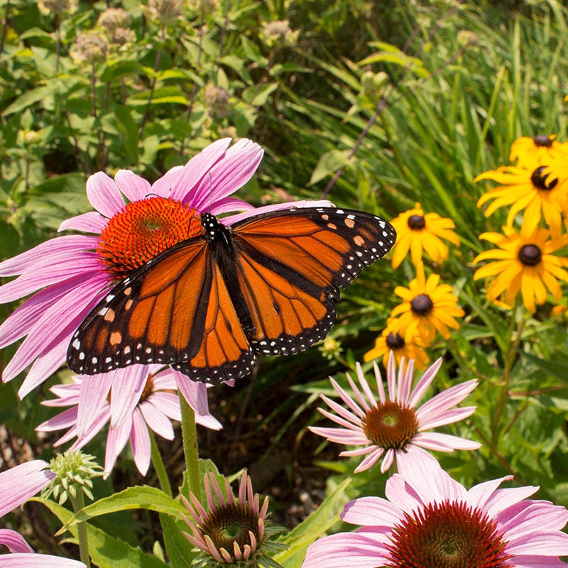 The Monarch Highway Native Wildflower Seed Mix - Image 5