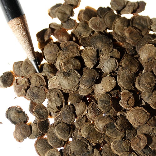 Money Plant Seeds - Image 3