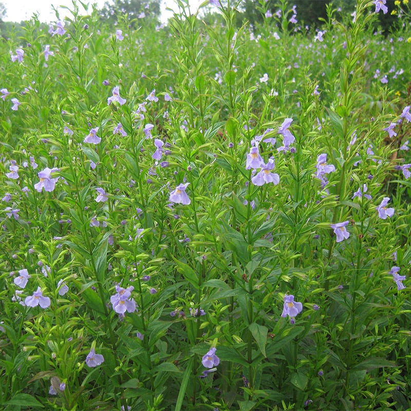 Monkey Flower Seeds - Image 3