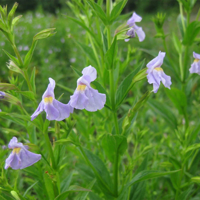 Monkey Flower Seeds - Image 4