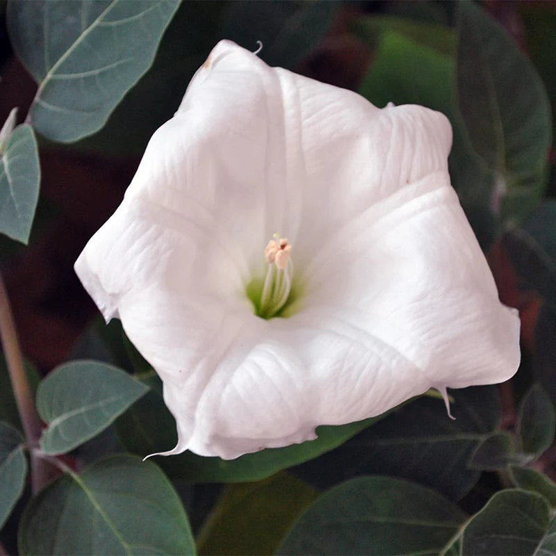 Moon Flower Seeds - Image 3
