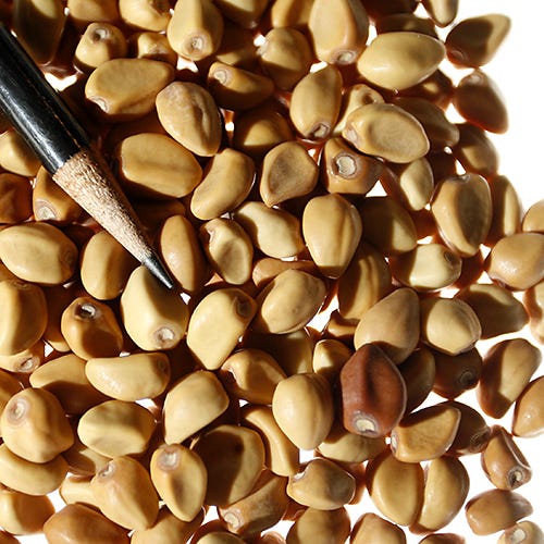 Moon Flower Seeds - Image 5