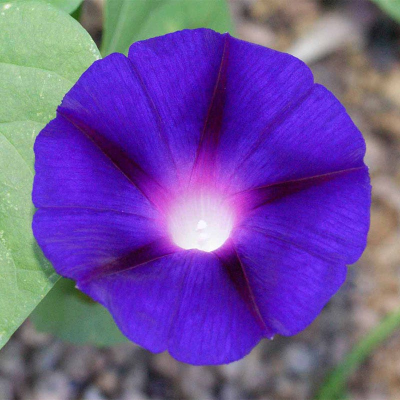 Grandpa Ott Morning Glory Seeds - Image 2