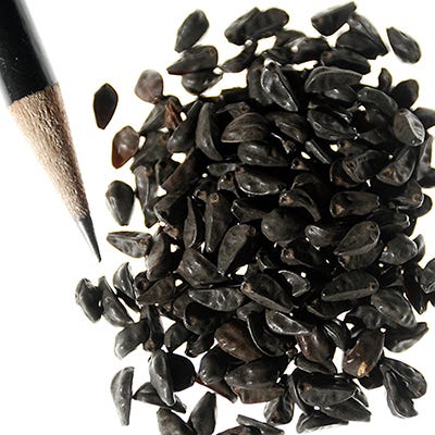 Purple Morning Glory Seeds - Image 2