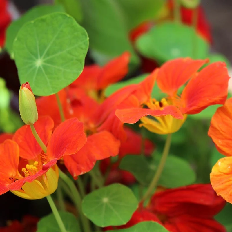 Nasturtium Seeds - Image 3