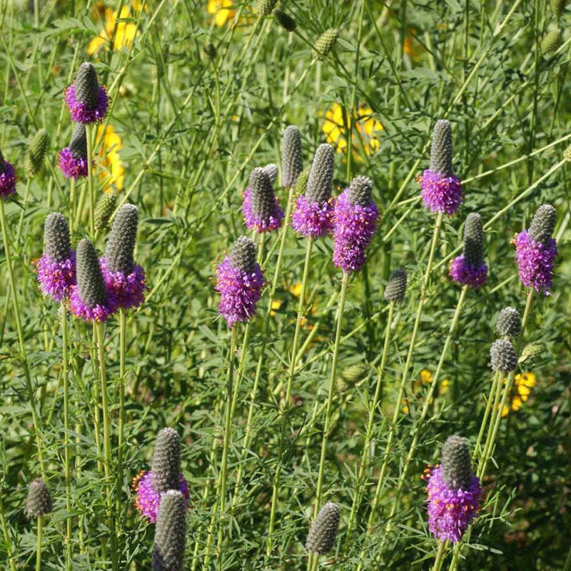 Native Eastern Xeriscape Wildflower Seed Mix - Image 2