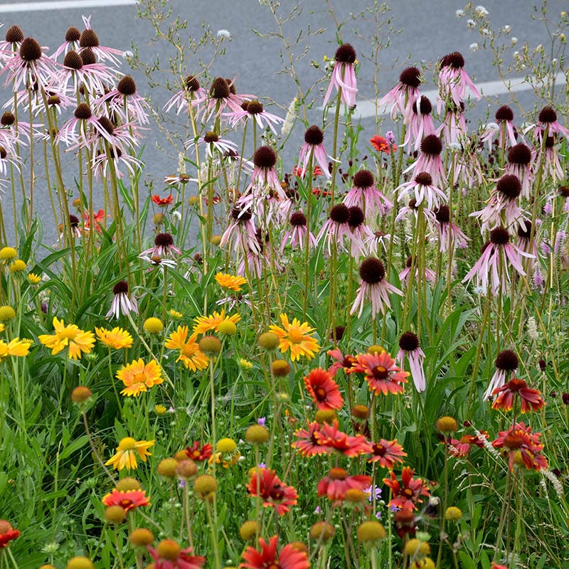 Native Eastern Xeriscape Wildflower Seed Mix - Image 3