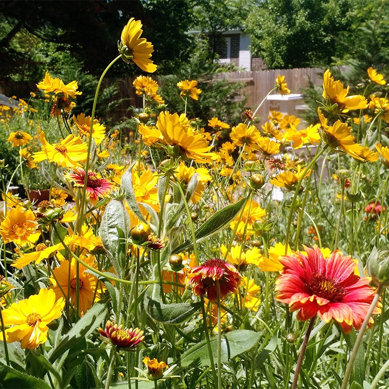 Native Midwest Wildflower Seed Mix - Image 8