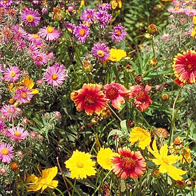 Native Northeast Wildflower Seed Mix - Image 8