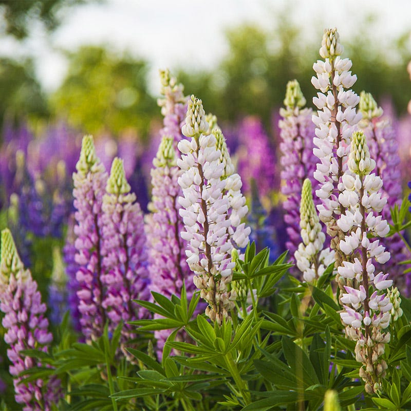 Native Pacific Northwest Wildflower Seed Mix - Image 2