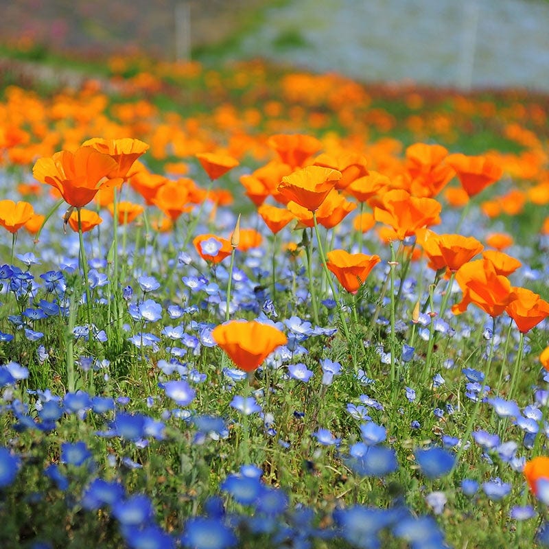 Native Pacific Northwest Wildflower Seed Mix - Image 3