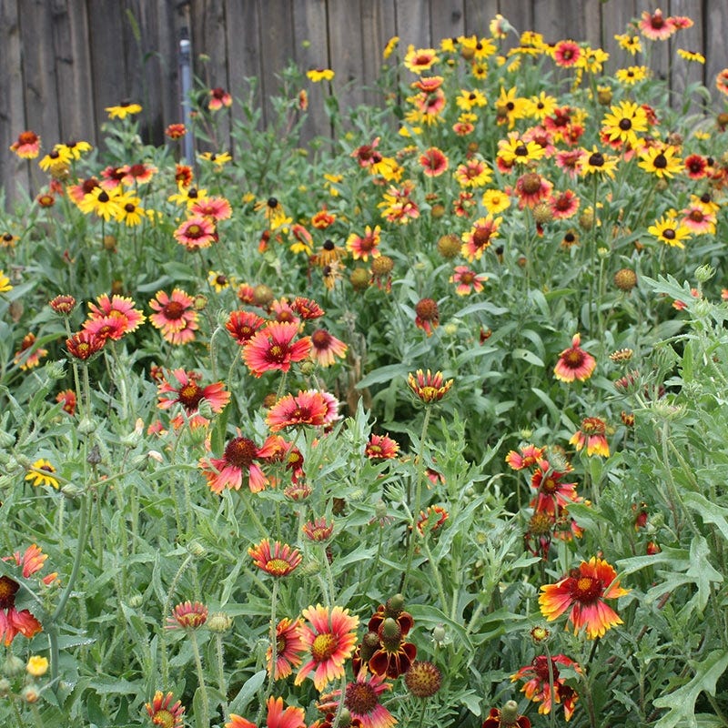 Native Southeast Wildflower Seed Mix - Image 8