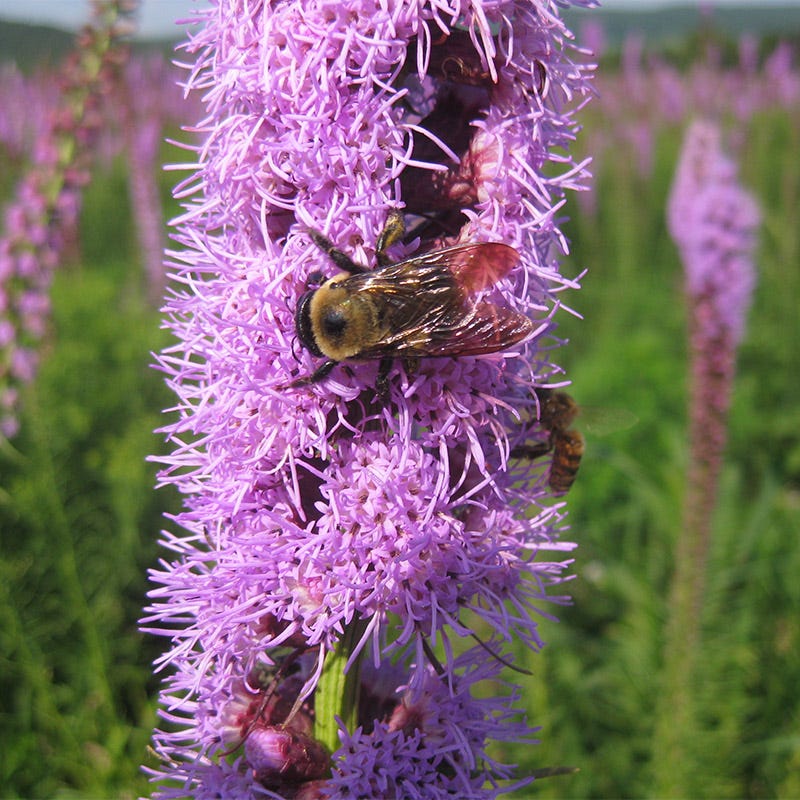 Native Southeast Wildflower Seed Mix - Image 9