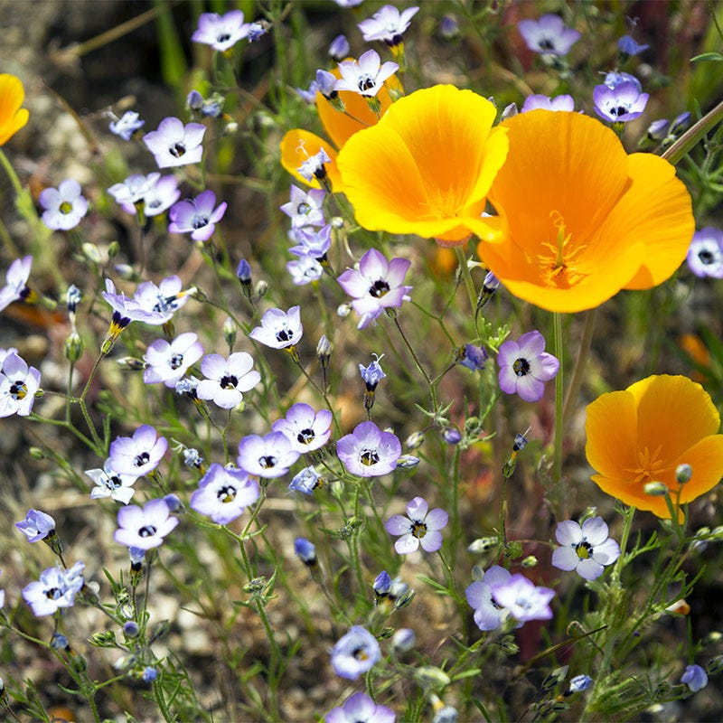 Native Southwest Wildflower Seed Mix - Image 4
