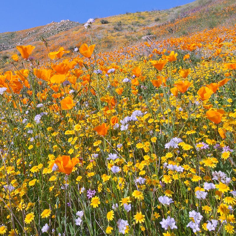Native Southwest Wildflower Seed Mix - Image 8