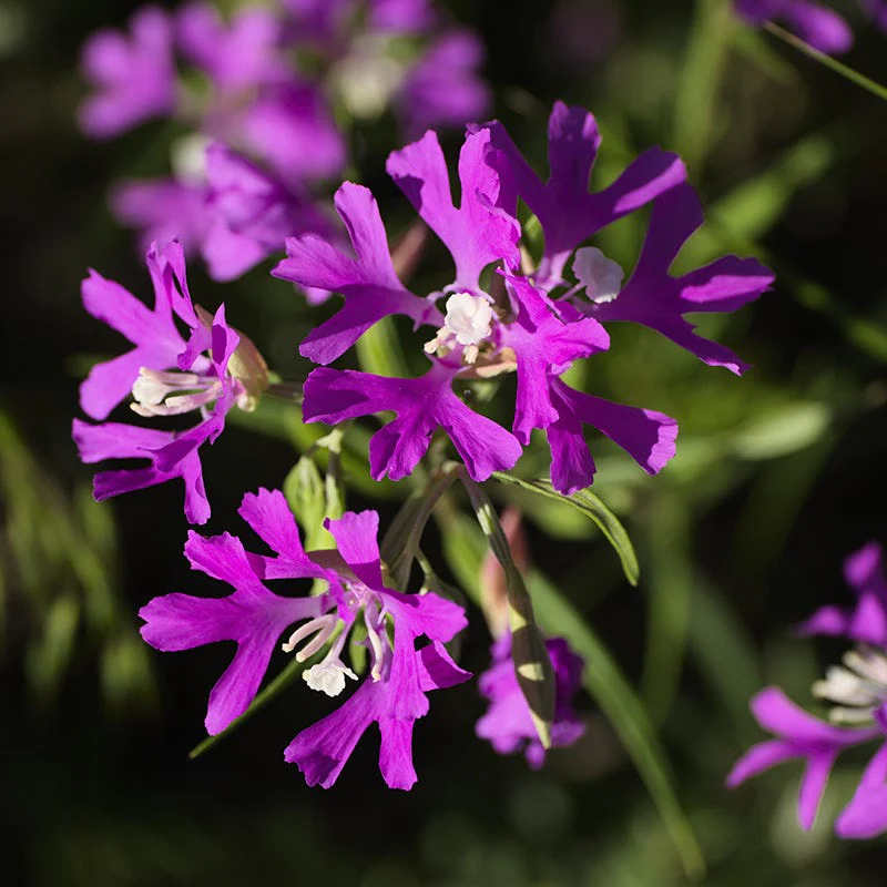Native Western Xeriscape Wildflower Seed Mix - Image 4