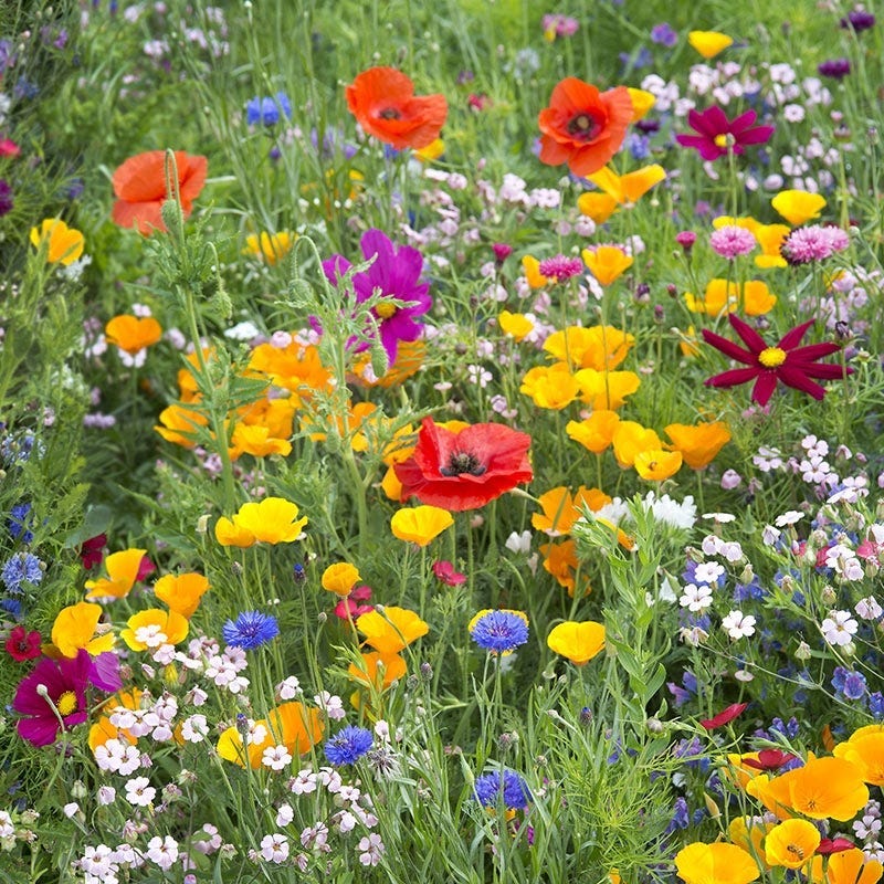 Nevada Select Wildflower Seed Mix - Image 2