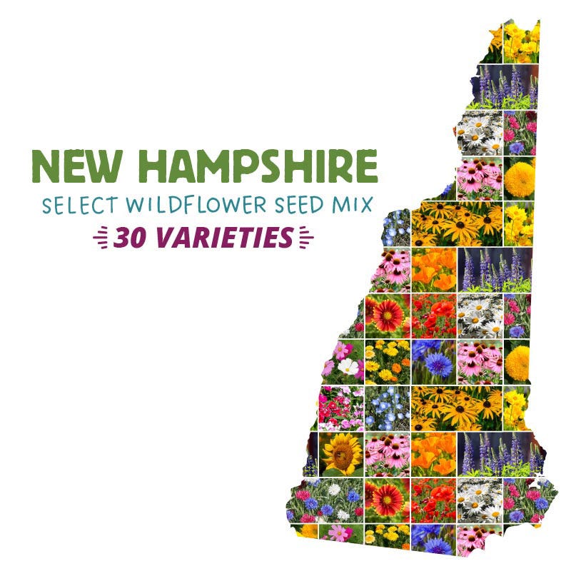 New Hampshire Select Wildflower Seed Mix