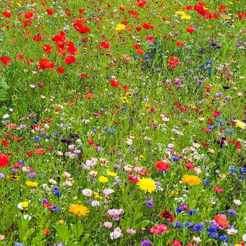 New York Select Wildflower Seed Mix - Image 2