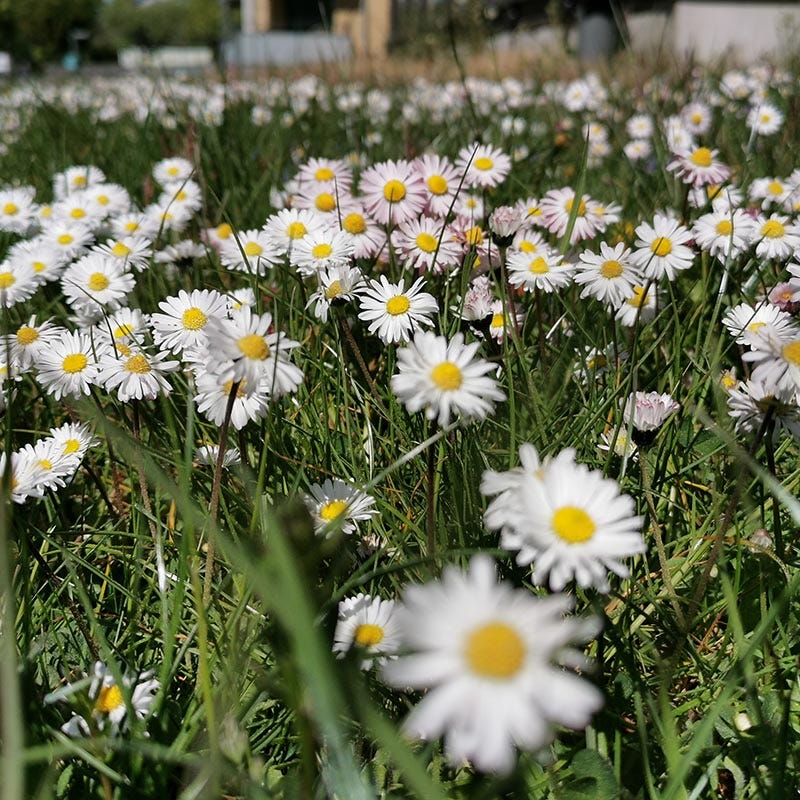 No Mow Flowering Lawn Seed Mix - Image 5