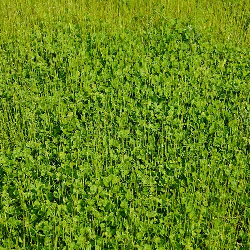 No Mow Lawn & Microclover Seed Mix - Image 3