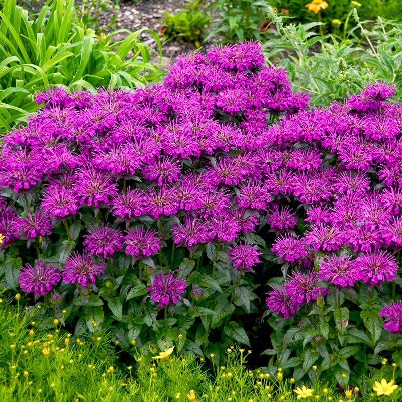 No Nibble Deer Resistant Pre-Planned Garden - Image 7