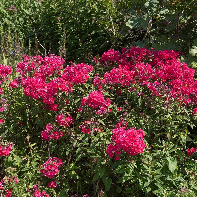 No Nibble Deer Resistant Pre-Planned Garden - Image 9