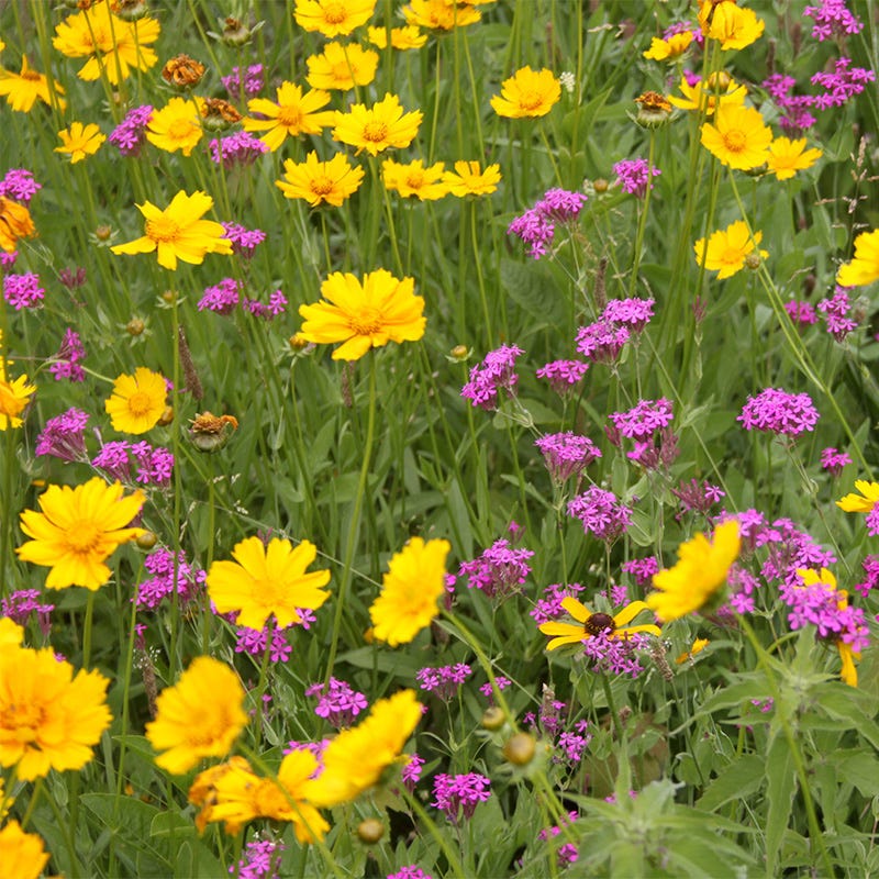 None so Pretty or Catchfly Seeds - Image 2
