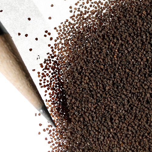 None so Pretty or Catchfly Seeds - Image 6