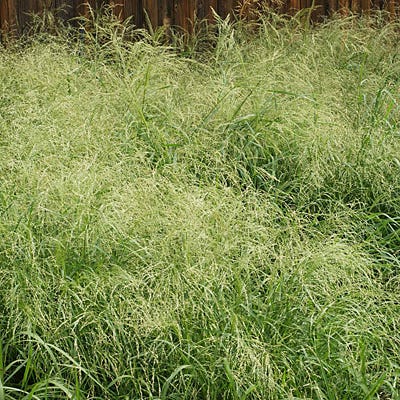 Northeast Native Grass Seed Mix - Image 2