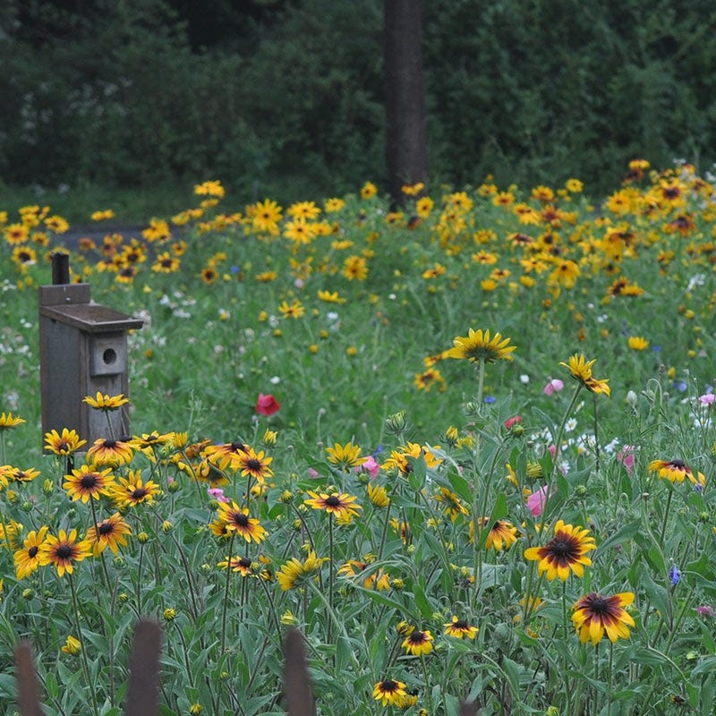 Northeast Pollinator Wildflower Seed Mix - Image 3