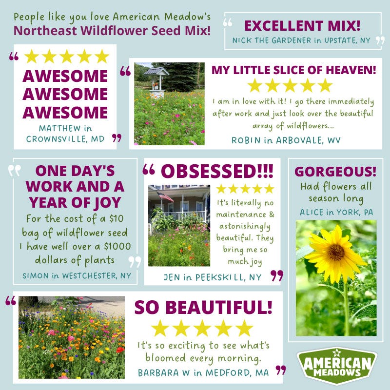 Northeast Select Wildflower Seed Mix - Image 4