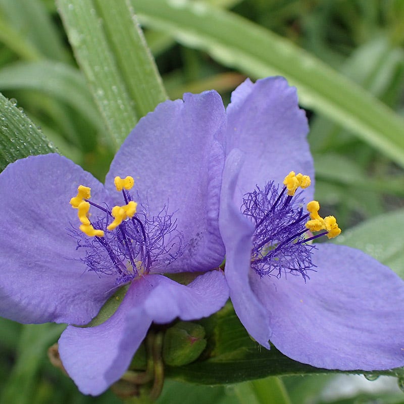 Ohio Spiderwort Seeds - Image 2