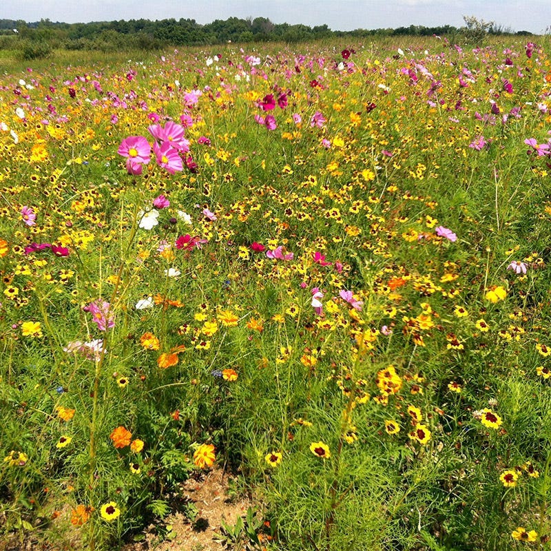 Ohio Select Wildflower Seed Mix - Image 2