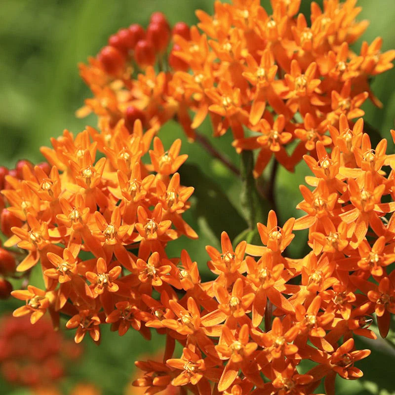 Orange Wildflower Seed Mix - Image 2