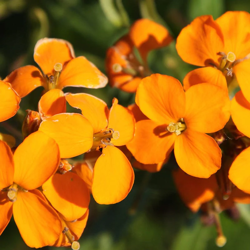 Orange Wildflower Seed Mix - Image 5