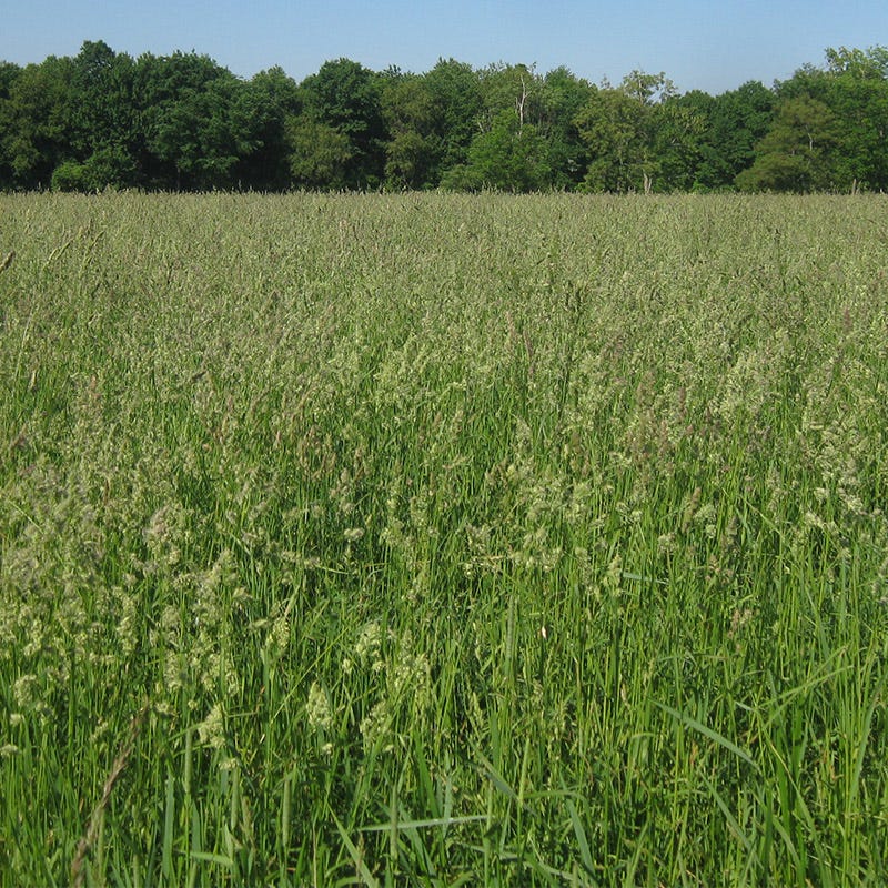 Orchard Grass Seeds - Image 3