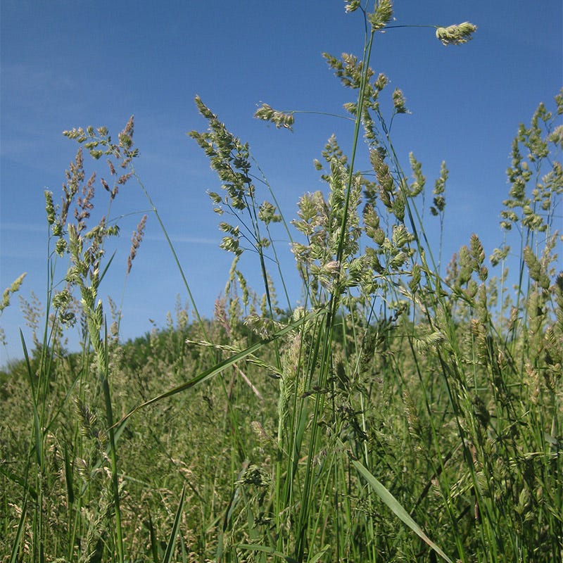 Orchard Grass Seeds - Image 4