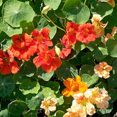 Organic Dwarf Nasturtium Seeds Jewel Mix - Image 3