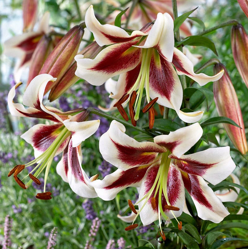 Beverley's Dream Orienpet Lily - Image 2