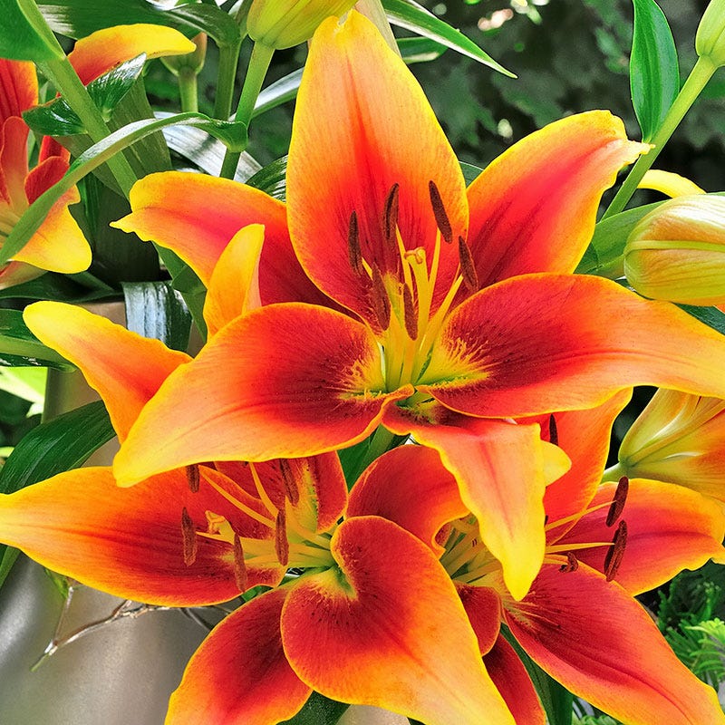 Kaveri® Oriental Asiatic Lily Bulbs