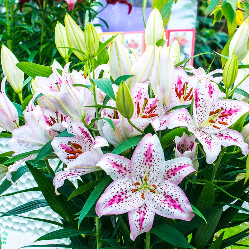 Solution® Oriental Lily Bulbs - Image 2