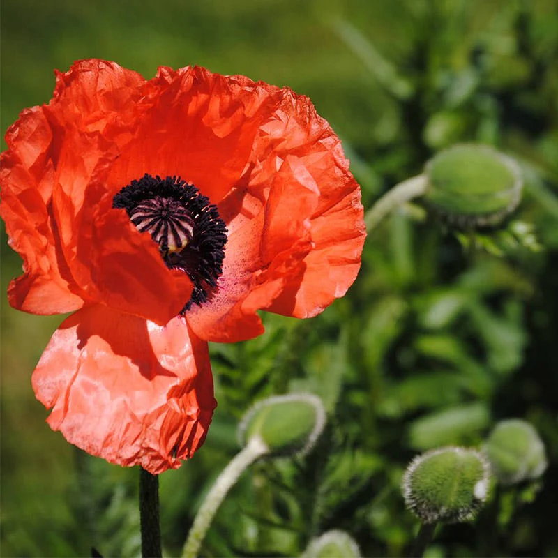 Oriental Poppy Seeds - Image 2