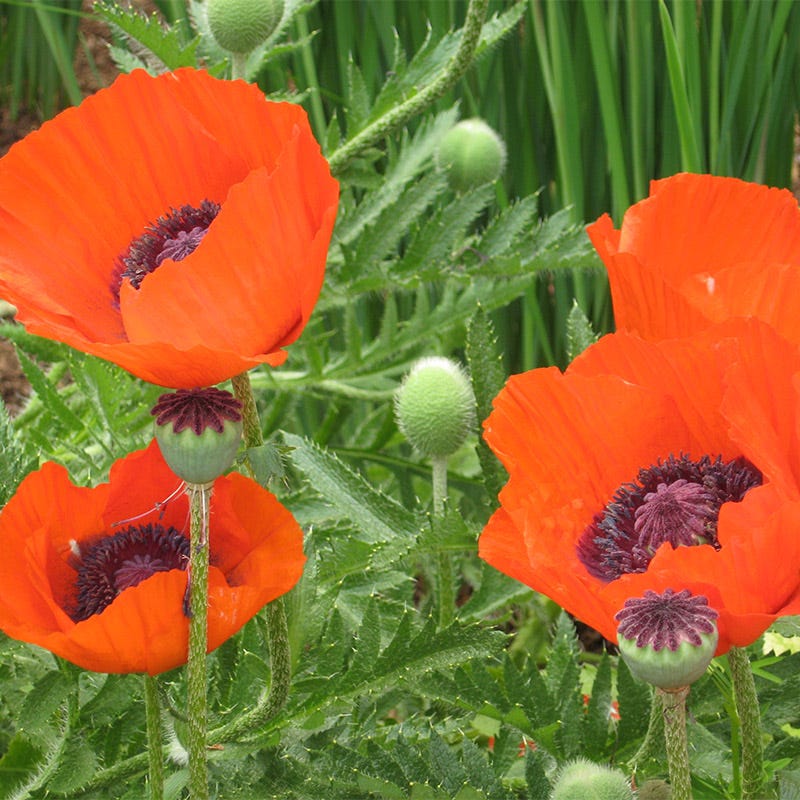 Oriental Poppy Seeds - Image 3