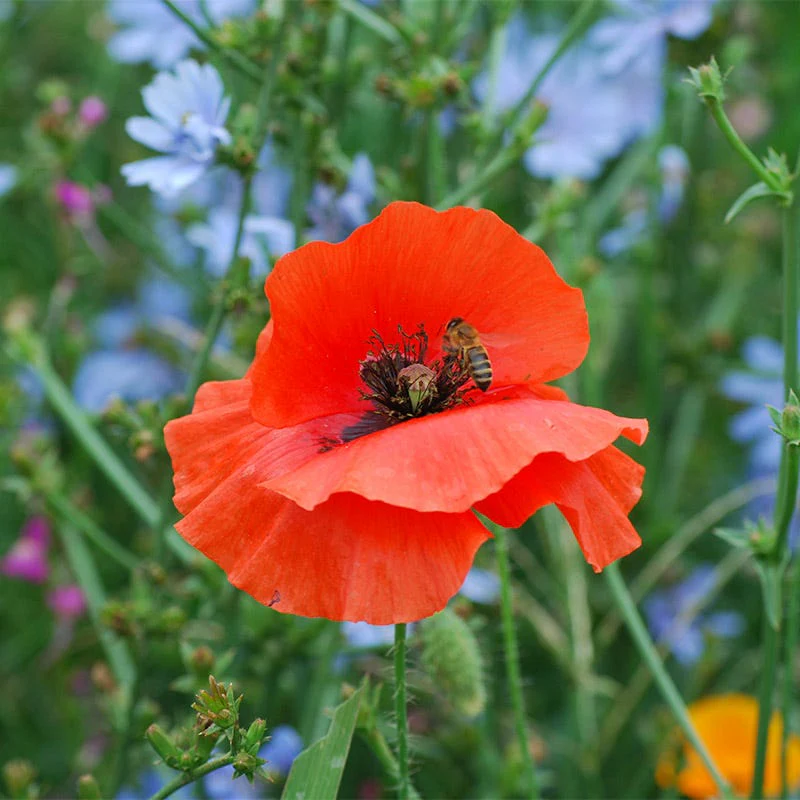 Pacific Northwest Pollinator Wildflower Seed Mix - Image 2