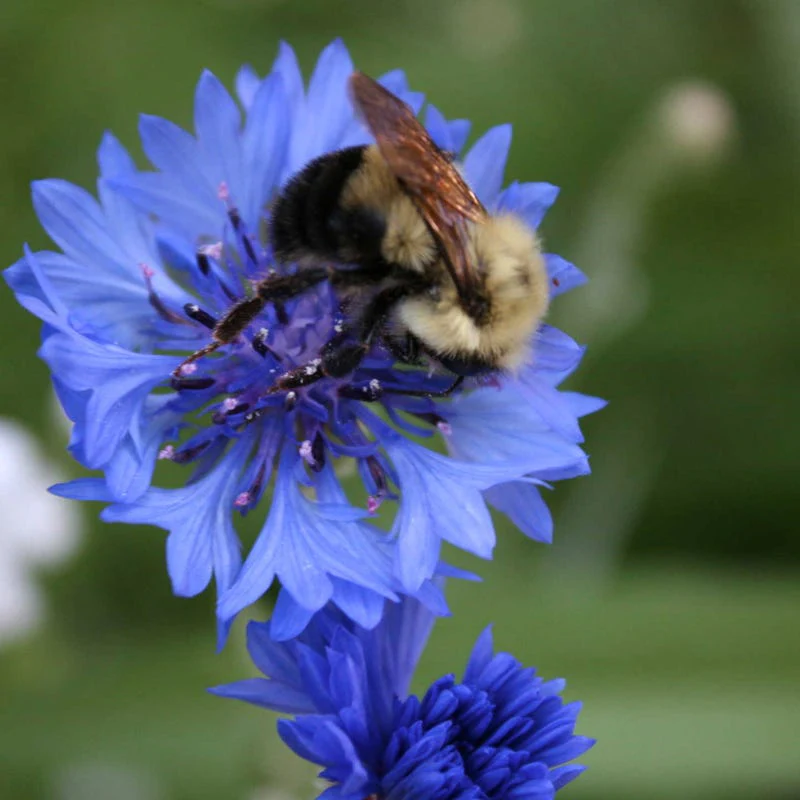 Pacific Northwest Pollinator Wildflower Seed Mix - Image 3
